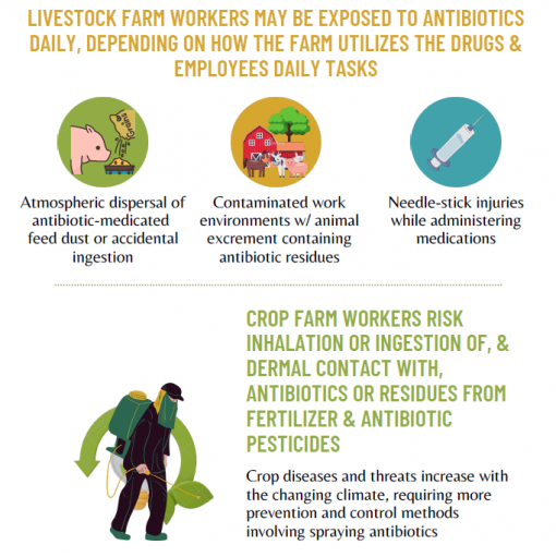 Infographic showing how farm workers can be exposed to antibiotics