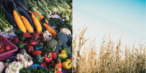 Photo of vegetable display next to photo of crops