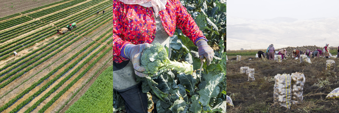 Three photos of farm fields, farm labor, and a farmworker holding a broccoli. 